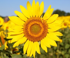 Fototapeta premium A close view of the sunflower in the field on a sunny day.