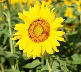 A close view of a bright yellow sunflower in the field.