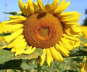 Fototapeta premium A close view of the bright yellow sunflower.