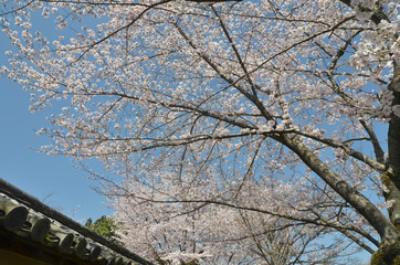 醍醐の桜