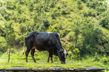 Ox grazing in the mountains, stock travel photo