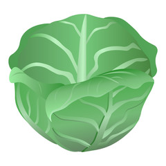 Fresh cabbage on a white background. Harvesting for the winter. Autumn harvest. Vector illustration