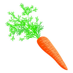 Fresh carrot with tops on a white background. Harvesting for the winter. Autumn harvest. Vector illustration