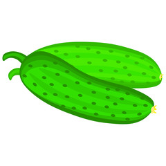 Fresh cucumber on a white background. Harvesting for the winter. Autumn harvest. Vector illustration