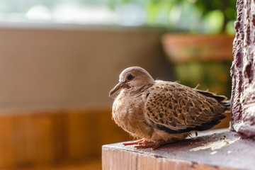 Turtle dove chick close up photo. Small bird sitting on collumn base, stock photo