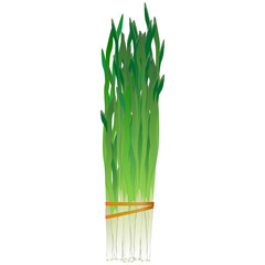 Fresh bunch of green onions on a white background. Harvesting for the winter. Autumn harvest. Vector illustration