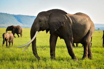 Obraz premium This is a big beautiful female savannah elephant, matriarch with so far the biggest tusks for a female elephant. she is found in the Maasai Mara triangle, in Kenya. Ivory belongs only to elephants