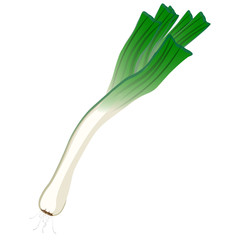 Fresh leek with tops on a white background. Harvesting for the winter. Autumn harvest. Vector illustration