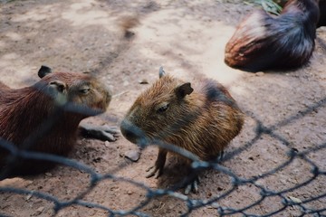 The cuteness of Capybara is eating fresh grass in the zoo