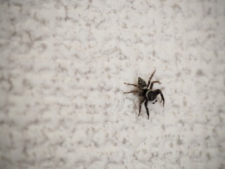 屋内の白い壁の上を這うハエトリグモ