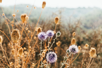 Autumn landscape, nature background. Round blue flower of thistle and yellow carrot flowers. - Powered by Adobe