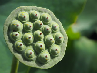 花びらが落ちて果托が残った蓮