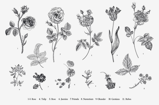 Flowers. Set. Botanical floral vector illustration. Black and white