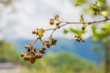 Rubus ellipticus also called himalaya yellow raspberry on bright summer day. Full species name - Rubus ellipticus  Sm. Stock photo