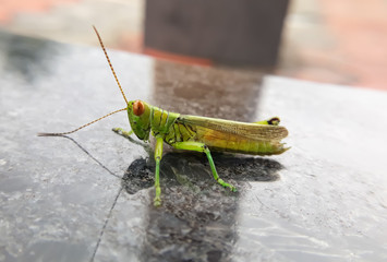 Grasshopper in macro