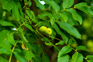 walnut tree, green unripe walnut on a branch, organic walnut plantation