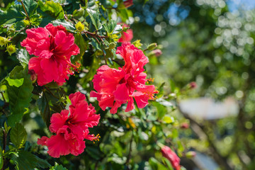 Red flowers of Chinese rose, stock photo
