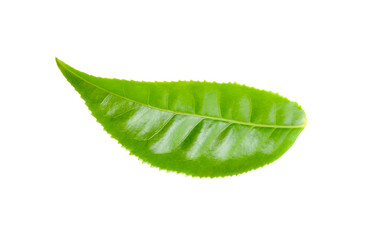 green tea leaf isolated on white background
