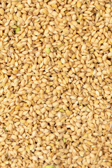 Raw rice crop exposured with sunlight on a white cotton cloth outside the procedure factory before polishing process, close up, real life, lifestyle.