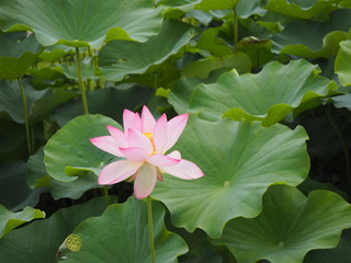 凛と咲く蓮田の中の蓮の花