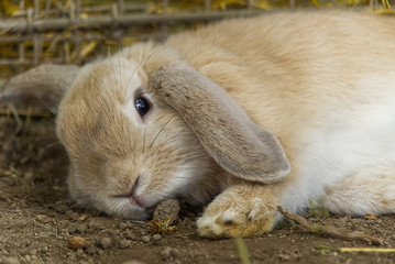 Cute fluffy rabbit in the hay. Gray rabbit on Dry Grass.