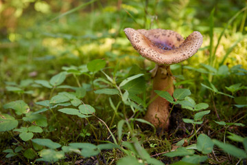 muchomor , grzyb © Marcin Łazarczyk