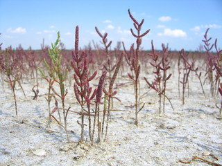 Rosnąca trawa na słonym limanie w czerwonozielonych barwach
