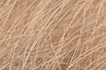 Abstract nature background texture of Bokeh background of beige twigs waving in the wind 
