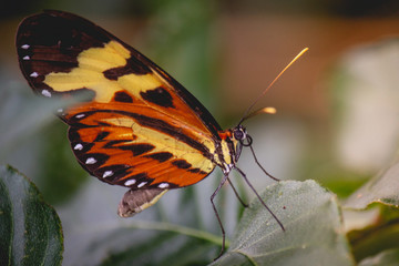 butterfly on a leaf