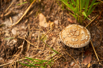 muchomor , grzyb © Marcin Łazarczyk