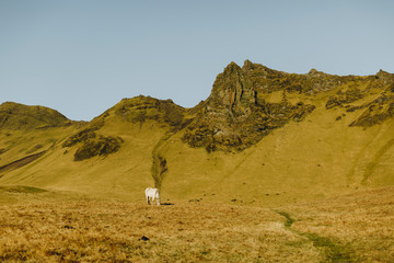 Fototapeta na wymiar Cheval islandais dans les montagnes