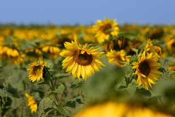 Sunflower field