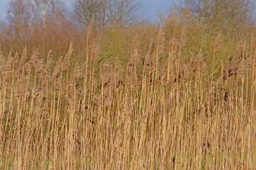 Ivory reed plumes, selective focus with blurry trees and blue sky in the background- poaceae.