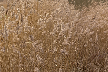 Reed plumes waving in the wind - poaceae