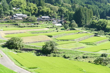 岐阜県 恵那 坂折棚田