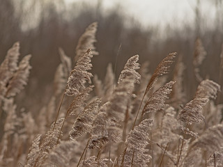 Reed plumes waving in the wind - poaceae