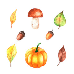 Watercolor autumn set of leaves, acorns, mushrooms and pumpkins. Forest design elements. Botanical illustration isolated on white background