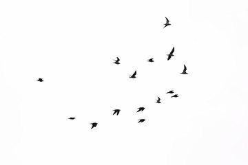 Silhouettes of terns in flight isolated on white.