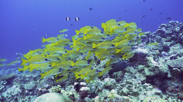 school of yellow striped snappers in maldives