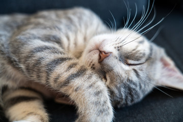 Close up portrait of a young cat with tiger stripes sleeping on a black couch