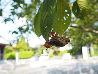 桜の葉陰で羽化を始めたクマゼミの幼虫