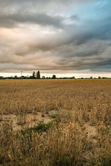 Fototapeta premium Storm clouds over an arable corn field in the Norfolk countryside