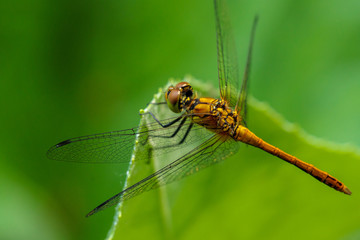 dragonfly sitting on a blade of grass close up