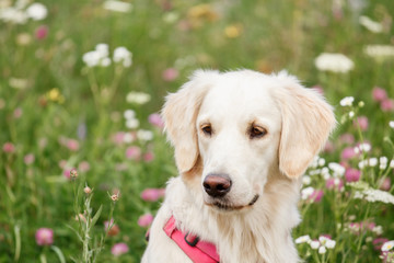 Golden Retriever on a background of flowers in the grass close up