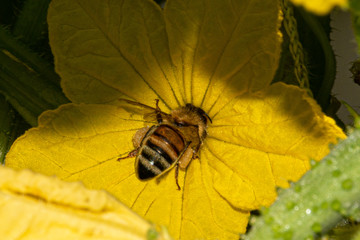 Pollen sacs can be seen on this bee in a cucumber blossom in our garden in Windsor NY