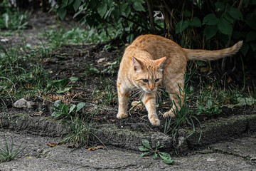A beautiful ginger street cat prepares to jump. animal going hunting.