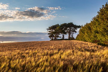 Sussex Farmland on a Sunny Summers Evening © lemanieh