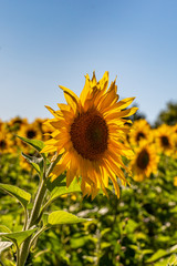 A Sunflower in a Field