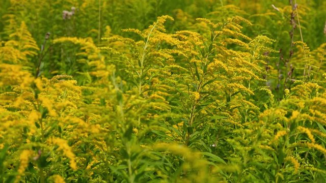 Closeup video of yellow Solidago canadensis (Canada goldenrod or Canadian goldenrod) flowers.