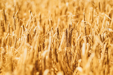 Getreidefeld im Sommer